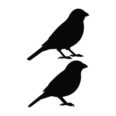 silhouette of Sparrow bird on white