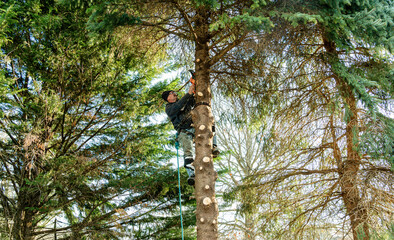 Adult male high in pine tree cutting limbs with chain saw