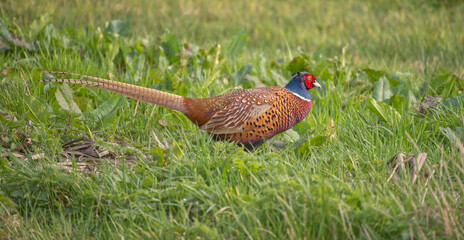 walking Male pheasant in the field in Delftse Hout during spring