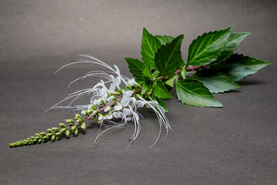 Close-up of cat's whisker flowers in black background. Kidney tea or Java tea. Orthosiphon aristatus (Blume) Miq.