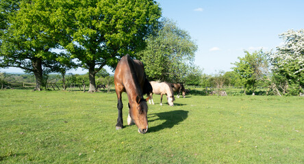 Happy horses, three horses grazing peacefully in field in rural Shropshire on a sunny spring day.