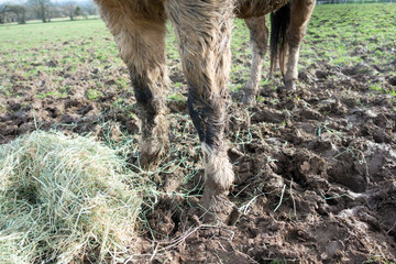 Close up shot of horse stood in mud in field on winters day , eating hay that has been thrown out on to the mud .