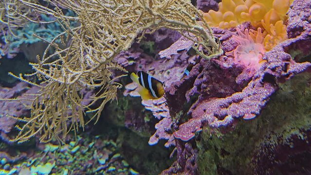 Close up of orange anemones with clown fish swimming around underwater