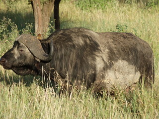 Closeup image of a free roaming buffalo with a bird sitting on him in the Serengeti National Park, Tanzania