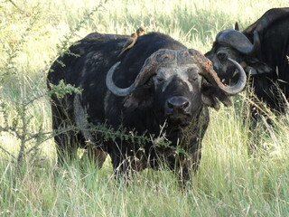 Closeup image of a free roaming buffalo with two birds sitting on him in the Serengeti National Park, Tanzania