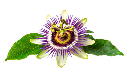 Passionsblume isoliert auf wei&szlig;en Hintergrund, Freisteller
