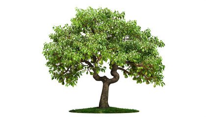 Birnenbaum isoliert auf weißen Hintergrund, Freisteller