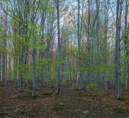 Spring forest in the Beskid Niski mountain range. Poland.