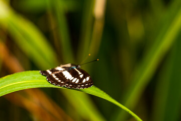 Tropical brown orange blue butterflies butterfly insect Chiang Mai Thailand.