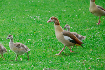 family of young wild ducks on the grass