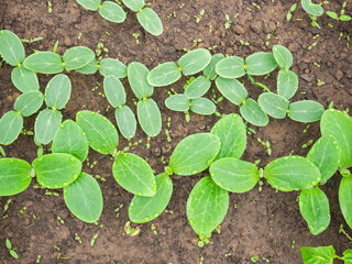Sown small pumpkin plants on soil, cotyledon leaves