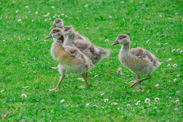 family of young wild ducks on the grass