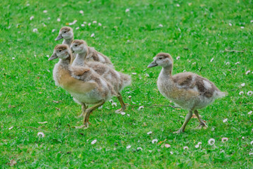 family of young wild ducks on the grass