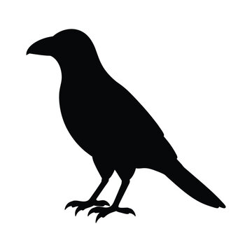 silhouette of a crow  on white