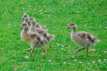 family of young wild ducks on the grass