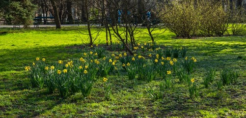 Wiosenne kwiaty - żonkile w promieniach słońca - obrazy, fototapety, plakaty