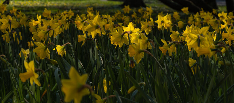 Wiosenne kwiaty - żonkile w promieniach słońca