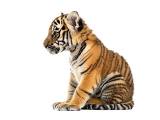 Fototapeta premium sitting tiger baby cub png cutout isolated on white and transparent background