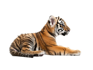 Obraz premium lying tiger baby cub png cutout isolated on white and transparent background