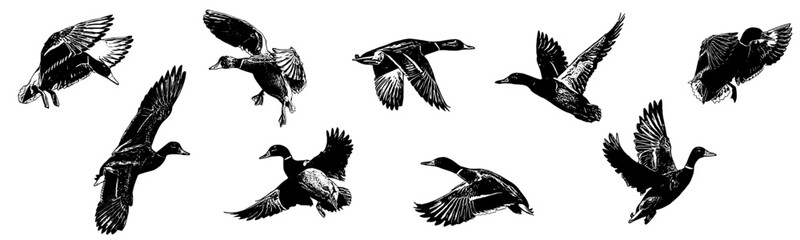 Duck set silhouette for hunting day in vector