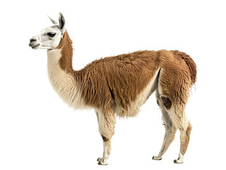 llama png side view cutout isolated on white and transparent background