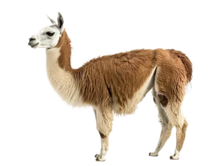 Fototapete llama png side view cutout isolated on white and transparent background © Christopher