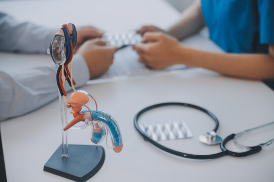 Doctor uses anatomical model to explain male urinary system. Model labeled with parts, doctor points and explains how they work together for urinary function, ensuring patient comprehension.