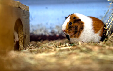 close up of a white brown guinea pig  in the grass looking at you