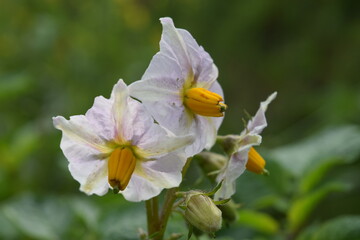 Flower on potato plant