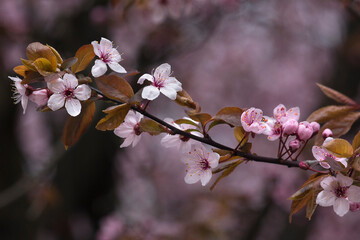 blossoming branch of an ornamental plum tree with pink flowers