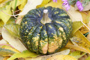 A beautiful pumpkin lies on the autumn leaves. Japanese pumpkin variety Katsuma Nanjing.