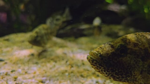 Close view of jaguar cichlid fish swimming underwater and being chased by another cichlid