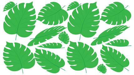 Monstera leaves. Natural floral background for wrapping paper, print, fabric, cobwebs, wallpaper. Summer botanical banner. Foliage texture.