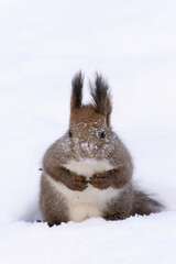 rabbit in snow