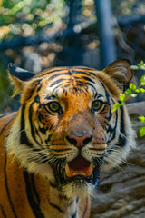 portrait of a tiger
