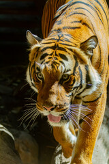 portrait of a tiger