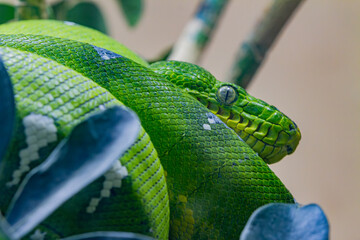 snake in a tree