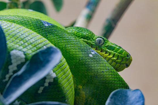snake in a tree