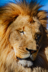 portrait of a lion