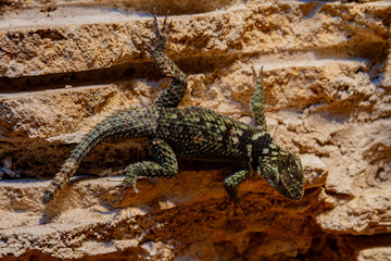 lizard on the stone
