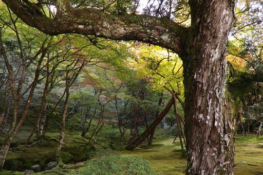 The beautiful scenery of the garden in the Ginkakuji Temple, Kyoto, Japan, with a trunk of the big tree is in the foreground during the beginning of Autumn.