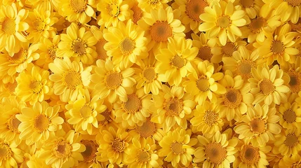 Fotobehang A close-up of dense yellow daisy flowers creating a cheerful and sunny natural background texture. © Creative_Bringer