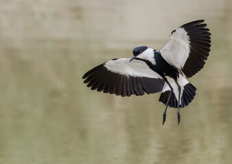 Spur winged Plover in flight