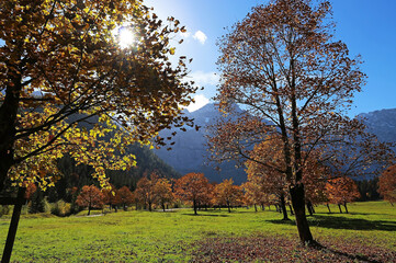 Ahornbäume im Herbst im Gegenlicht der Sonne. Der Große Ahornboden in Österreich