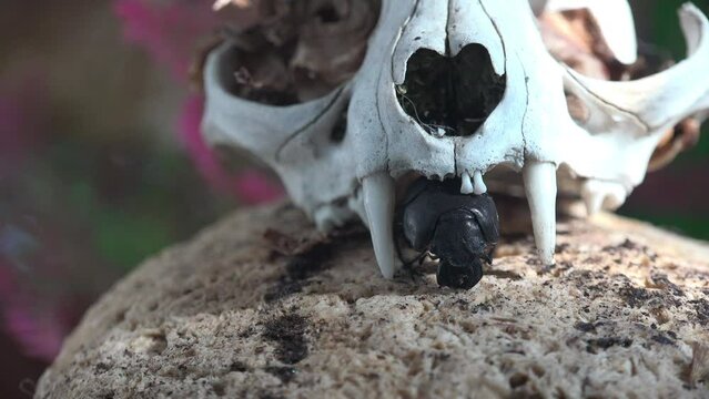 Black beetle with large mandibles, Scarabaeidae family of true dung beetles, scarabs or scarab beetles. Crawling over white skull of dog. Close-up viewing of insects in wild