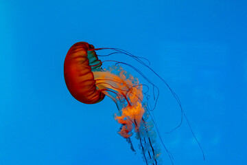 jellyfish