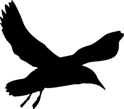 Silhouette on a white background of a sea gull