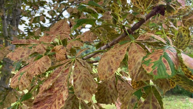 Horse chestnut leaf on tree damaged with Horse chestnut leaf miner Cameraria ohridella