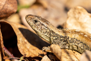 The viviparous lizard, also known as the common lizard, is a fascinating reptile. With its sleek, slender body and intricate scale patterns, it blends seamlessly into its surroundings.