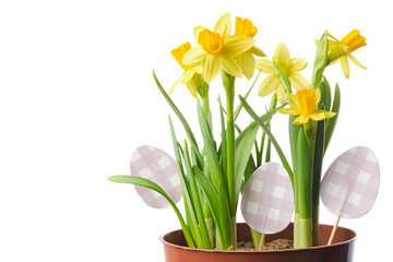 Pot with narcissus  flowers, daffodils close up decorated with easter eggs, isolated on white. - 766477357
